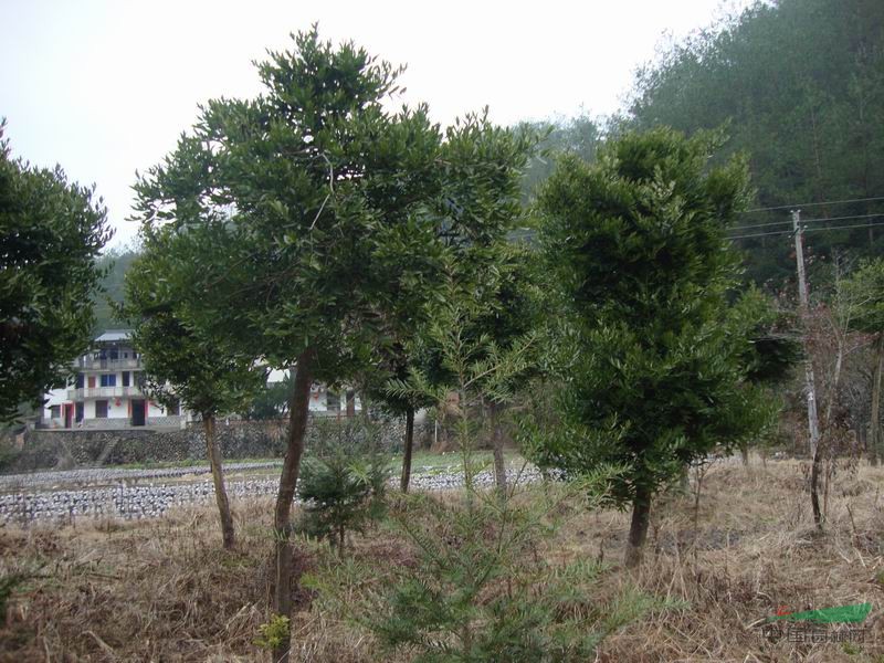 龙泉市华景苗木基地 绿意中的生态明珠——竹柏的悠然传奇