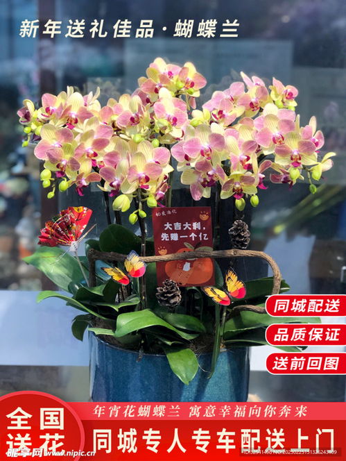 年宵花蝴蝶兰盆栽与竹柏 打造生机盎然的淘宝主图视觉盛宴