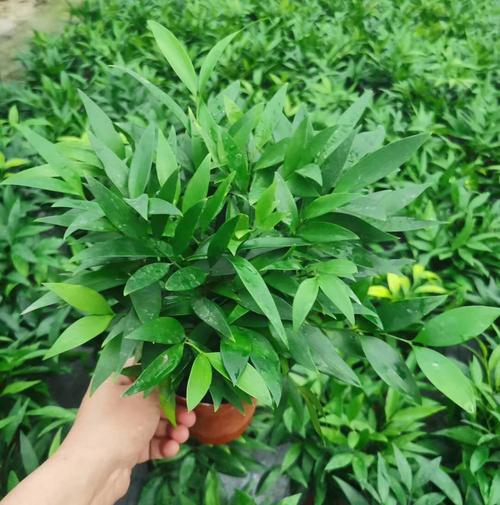 一抹清雅，一室生机 基地直供110竹柏盆栽的静美生活