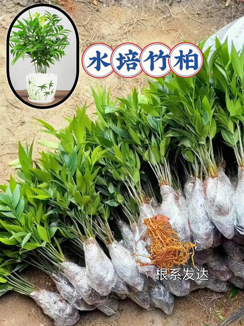 竹柏水培 从入门到精通的养护指南
