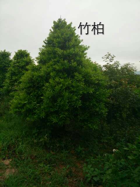 从一棵小苗到满园翠色 竹柏在365园林网上的成长纪实