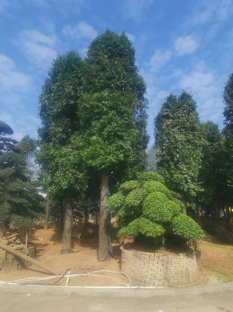 高大挺拔的大竹柏 别墅庭院的首选优质名贵树种
