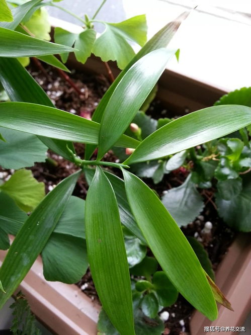 用播种的方法培育盆栽竹柏,幼苗极其耐阴,很适合养在室内