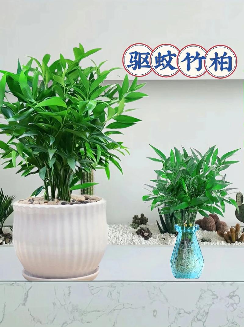 驱蚊竹柏是一款新宠面绿植盆栽花卉 四季常青,颜值爆表,绿油油