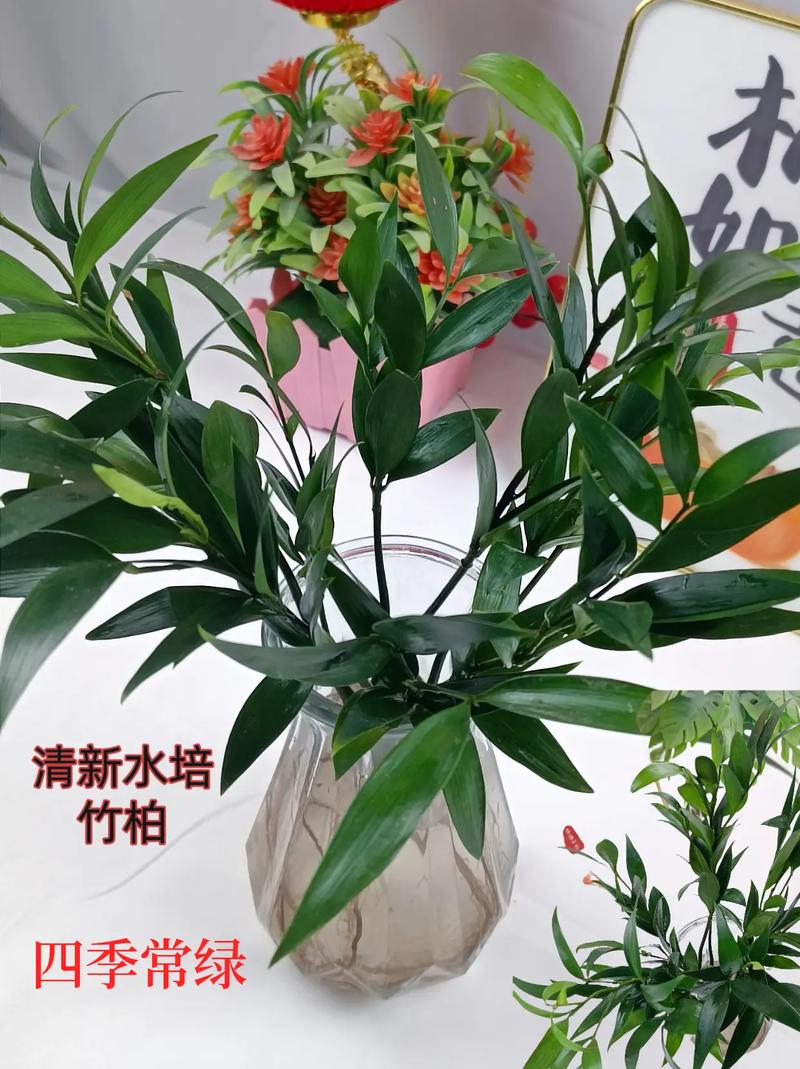 好物看橱窗 这款水培竹柏,四季常绿,室内水养即可#净化空气