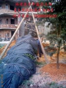 福建绿化苗木基地的多彩图谱 中叶罗汉松、竹柏、香樟与茶花相册鉴赏