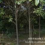 中部苗木基地强力供应——浏阳市柏加镇义兰苗圃第4页推出竹柏等优质苗木
